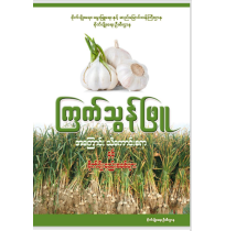 ကြက်သွန်ဖြူအကြောင်းသိကောင်းစရာနှင့်စိုက်ပျိုးနည်းစနစ်များ